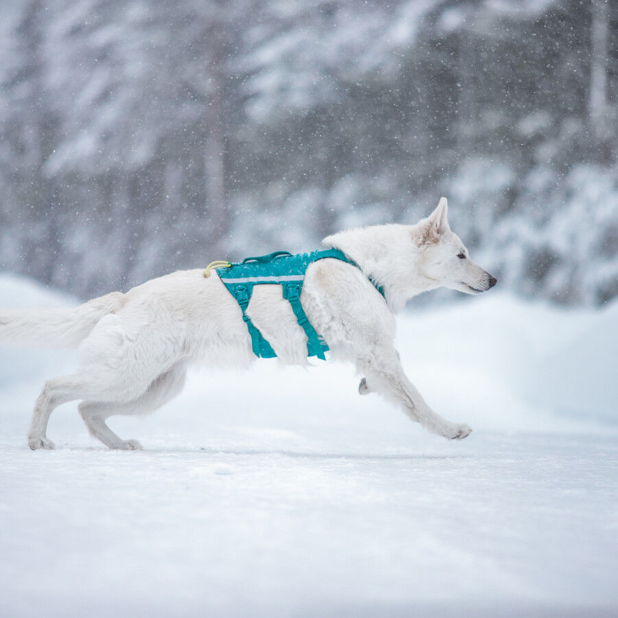 Non-stop Dogwear Arn&eacute;s Largo Azul y Verde para perros, , large Imagen numero 2