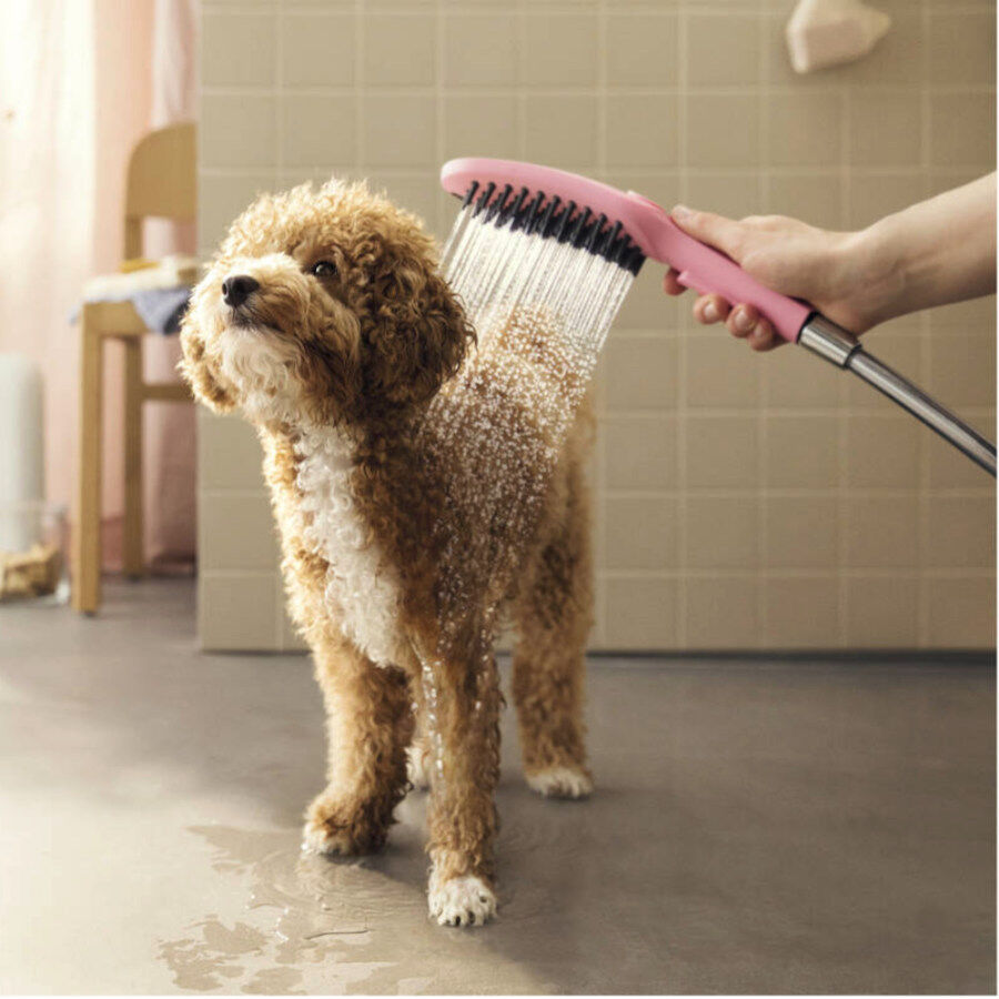 Hansgrohe Alcachofa de Ducha Rosa para perros thumbnail