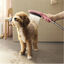Hansgrohe Alcachofa de Ducha Rosa para perros, , large indicador imagen numero 2