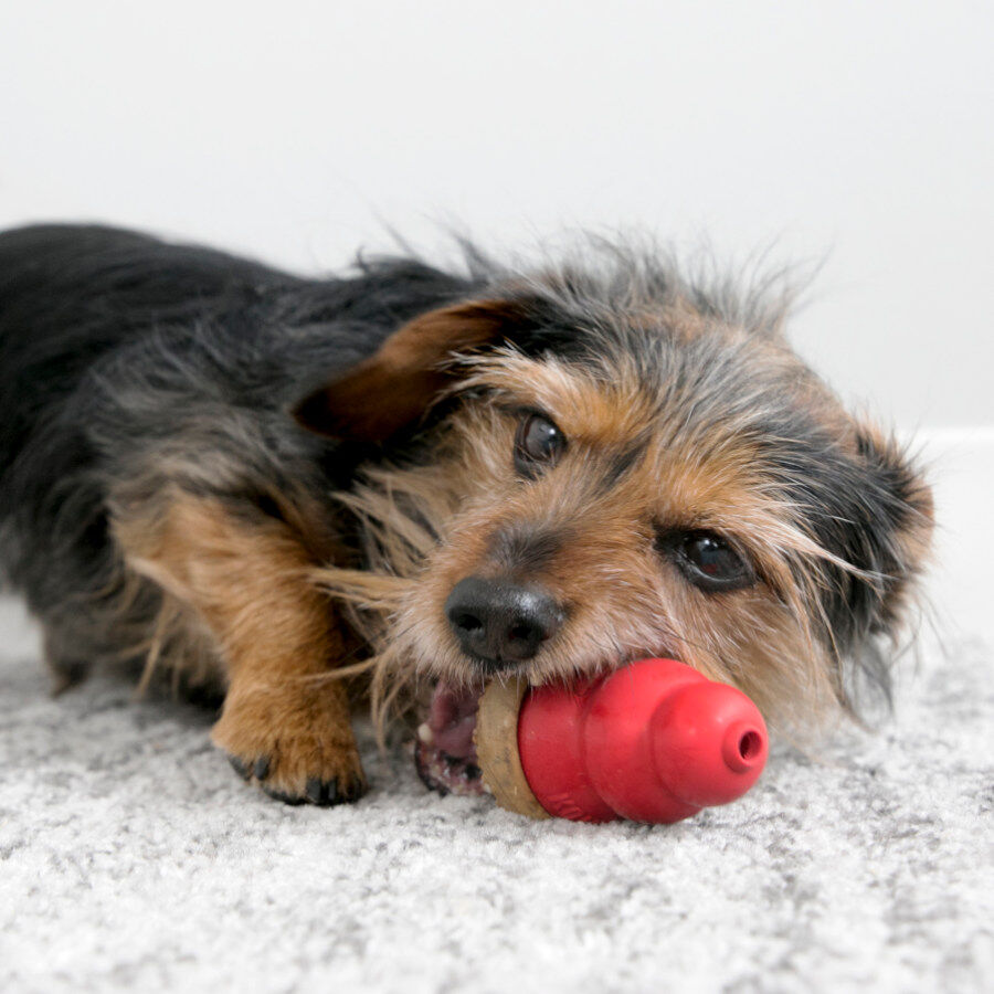 S Kong Marathon Bocaditos de Mantequilla de Cacahuete para perros, , large Imagen numero 2