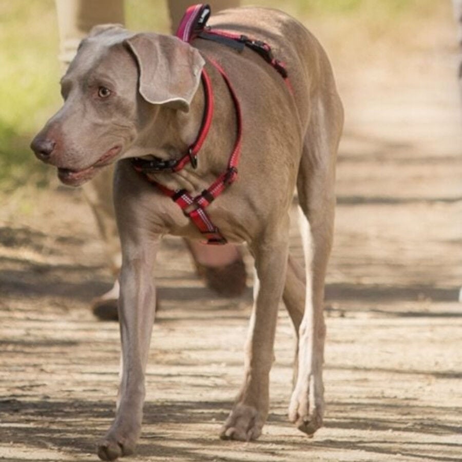 Halti arn&eacute;s de nylon ajustable rojo para perros, , large Imagen numero 2