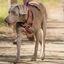 Halti arnés de nylon ajustable rojo para perros, , large indicador imagen numero 2