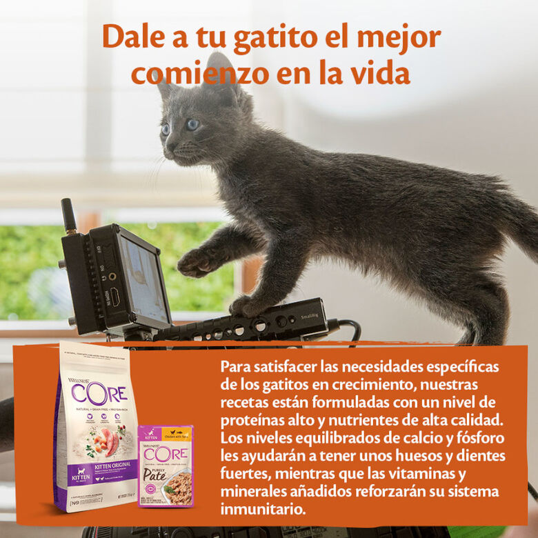 Wellness Core Kitten Pollo en Paté sobre para gatitos thumbnail