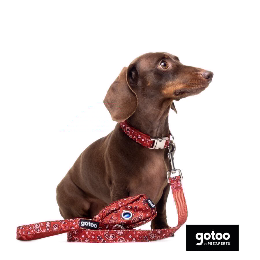 Gotoo Collar estampado cachemira rojo para perros, , large Imagen numero 8