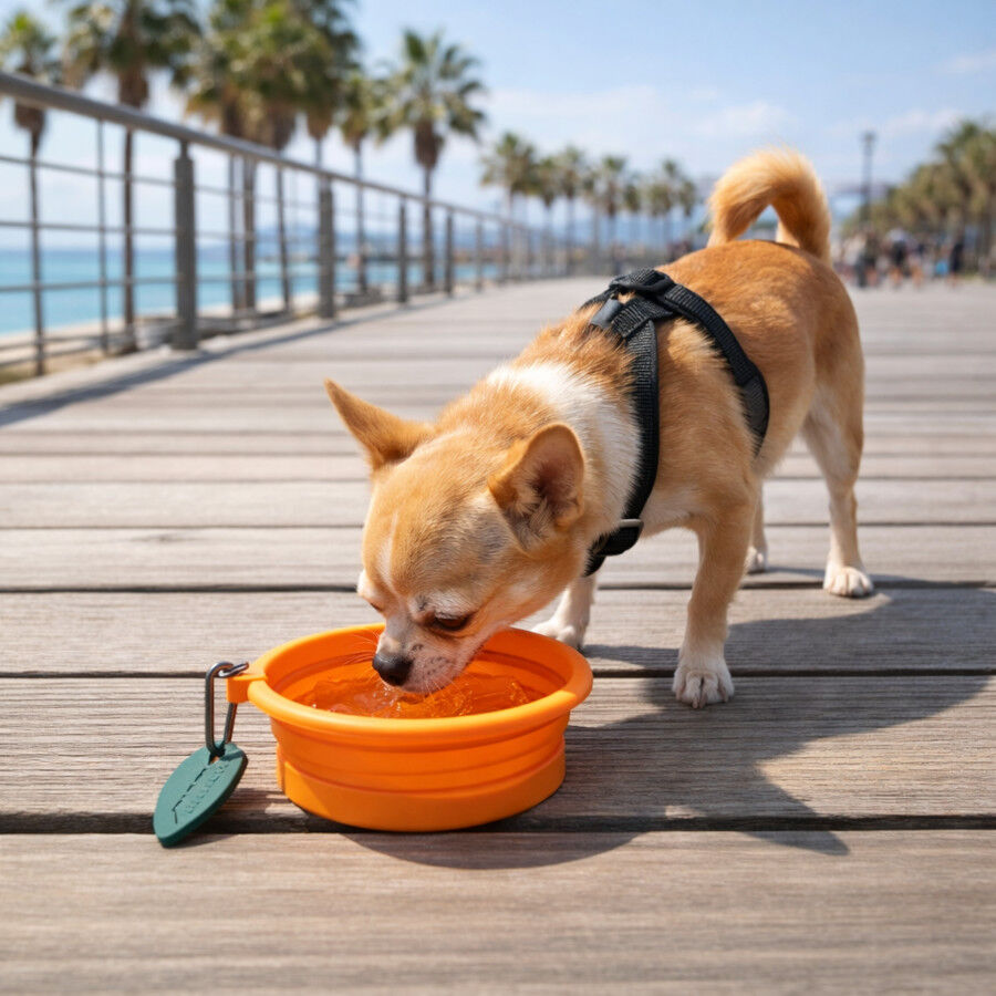 Summer Vibes Comedero Bebedero plegable naranja para perros, , large Imagen numero 1