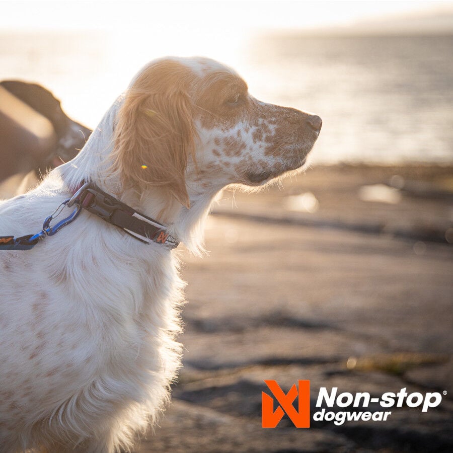 Non-stop dogwear Roam Collar Púrpura para perros thumbnail