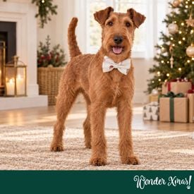 Wonder Christmas Pajarita Caramelo para perros