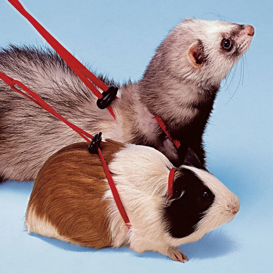 Ferplast NY Rod arn&eacute;s para conejillos de Indias, , large Imagen numero 2