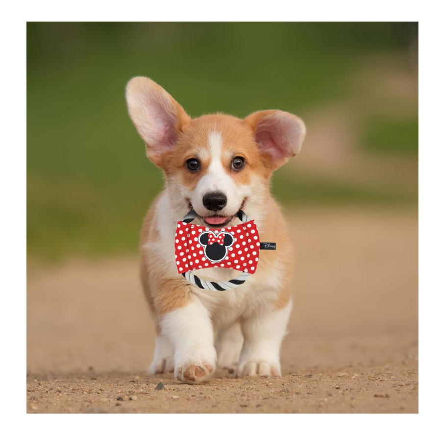 Disney Minnie Mouse Disco de Cuerda para perros, , large Imagen numero 2