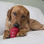 Kong Galletas Peanut Butter para perros, , large indicador imagen numero 3