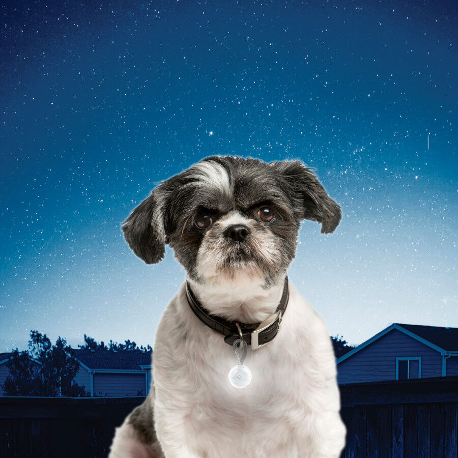 Nite Ize PetLit Luz LED Blanca con mosquetón para collar para perros thumbnail