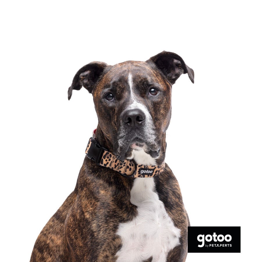 Gotoo Collar estampado leopardo para perros, , large Imagen numero 3