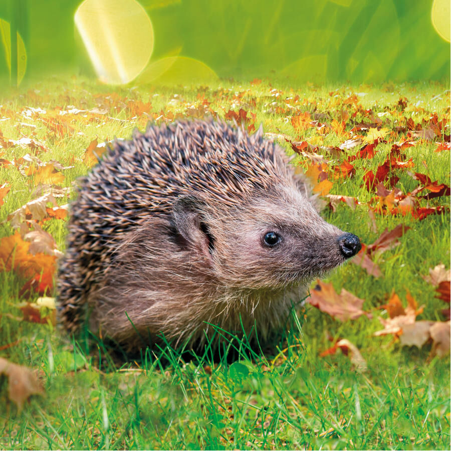 Beaphar Comida para erizos, , large Imagen numero 3