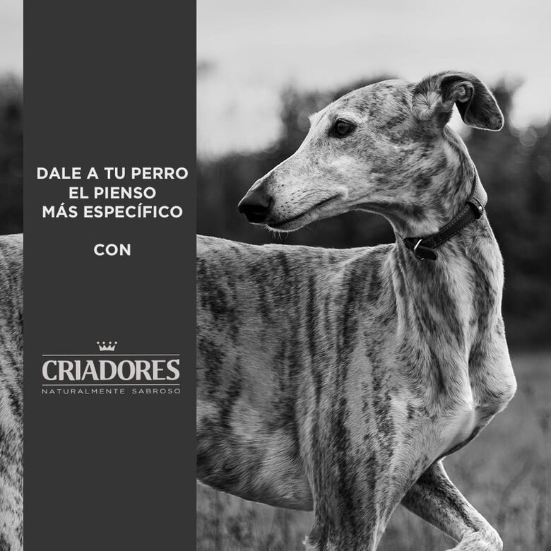 3 kg Criadores Adulto Pollo y Arroz pienso para perros de raza mediana,  Imagen numero 4 3 kg Criadores Adulto Pollo y Arroz pienso para perros de raza mediana, , large Imagen numero 4