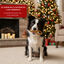 130 g Wonder Christmas Churro de Lazo para perros, , large indicador imagen numero 4