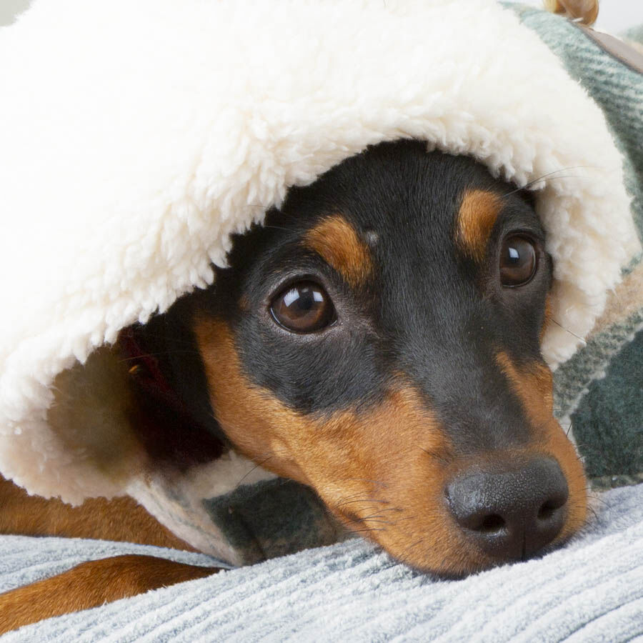 Outech Trenca Azul para perros thumbnail