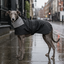 Gotoo Abrigo Gabardina para galgos, , large indicador imagen numero 1