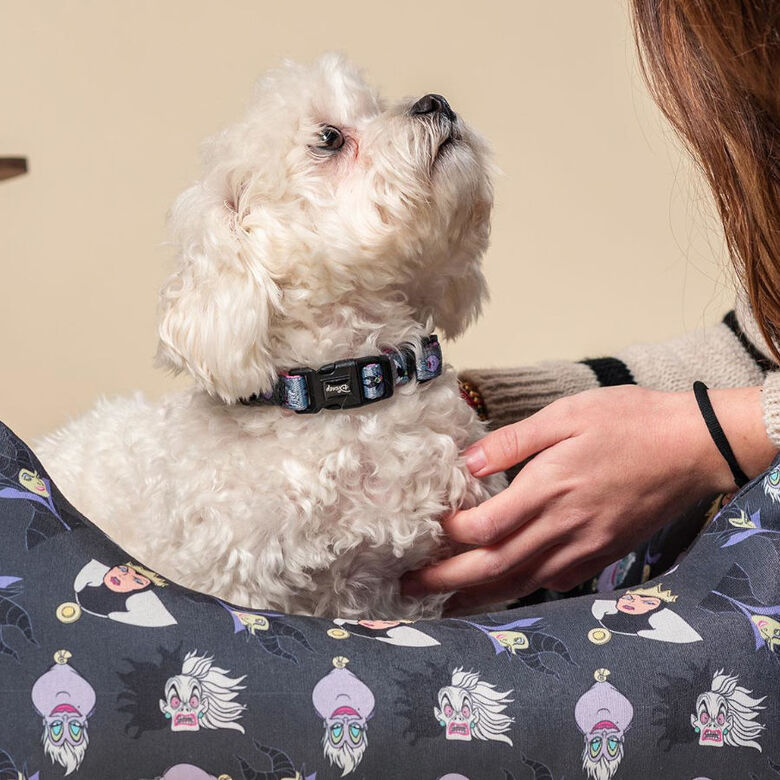 Disney Villanas Premium collar para perros thumbnail