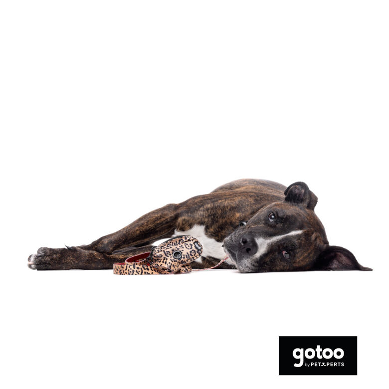 Gotoo Porta bolsas estampado leopardo marrón para perros thumbnail
