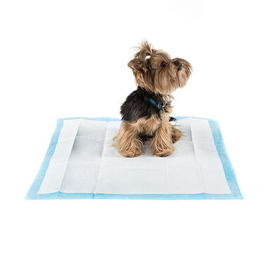 Empapadores Para Mascota 100 Unidades 60x60 Cm Textil No Tejido Vidaxl con  Ofertas en Carrefour