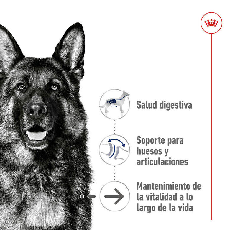 Royal Canin Maxi Ageing 8+ pienso para perros thumbnail