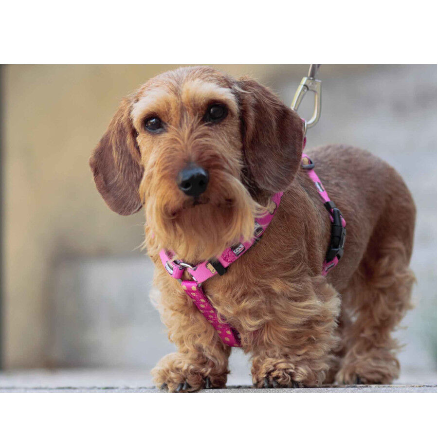 Dukier Dogtella Cl&aacute;sico Arn&eacute;s Estampado Nutella para perros, , large Imagen numero 2