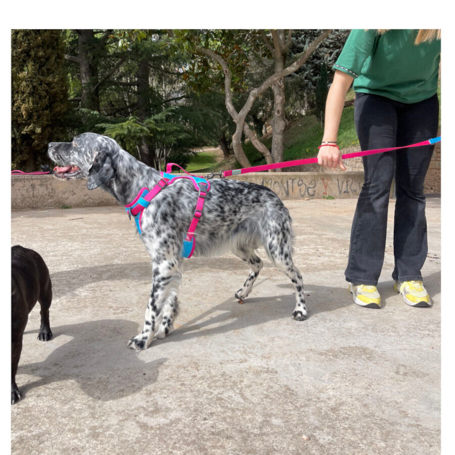 Freedog Cool Pro Tech Fucsia Arn&eacute;s Refrescante Deportivo para perros, , large Imagen numero 5