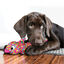 Kong Wubba Finz Pez Rosa juguete para perros, , large indicador imagen numero 2