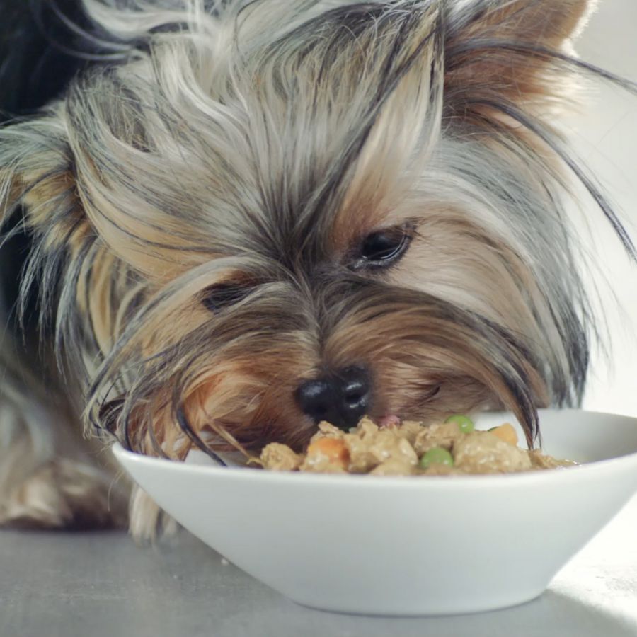 4 sobres x 100 g Purina One Mini Active Buey y Pato sobre en salsa para perros , , large Imagen numero 4