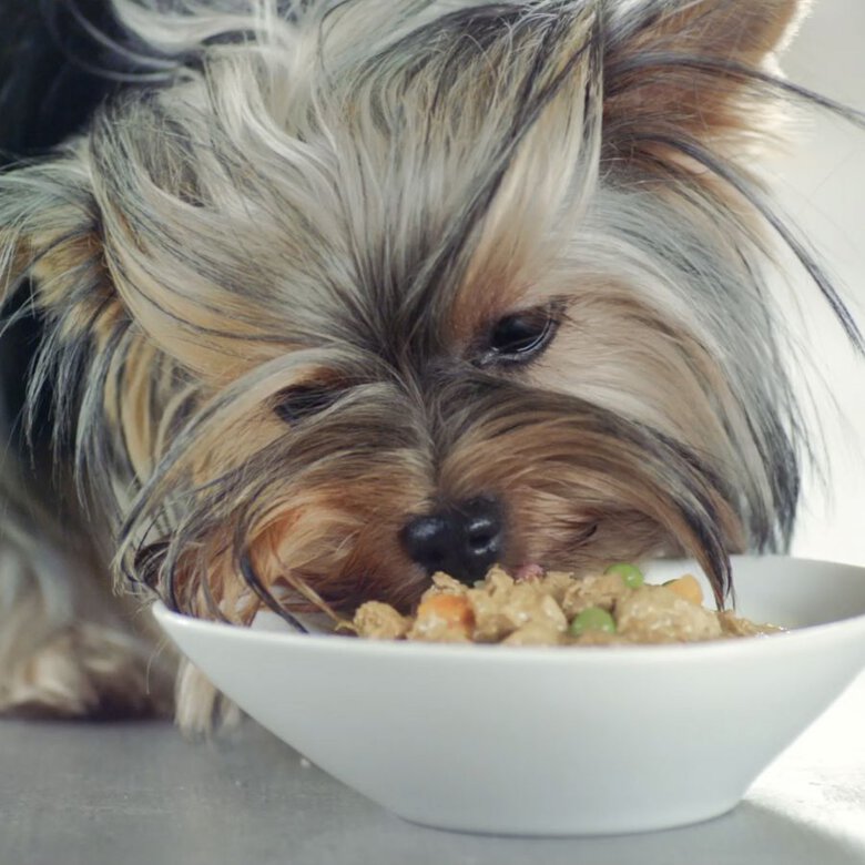 4 sobres x 100 g Purina One Mini Active Buey y Pato sobre en salsa para perros ,  Imagen numero 4 4 sobres x 100 g Purina One Mini Active Buey y Pato sobre en salsa para perros , , large Imagen numero 4