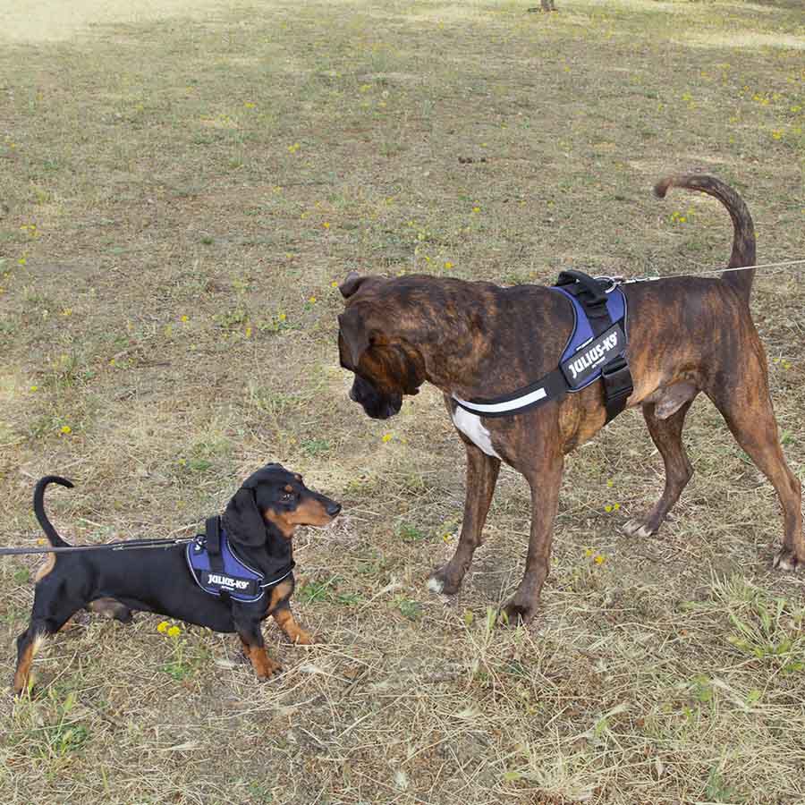 Julius K-9 IDC Arnés Azul para perros thumbnail