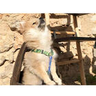 Dukier Camo Clásico Arnés Estampado Camuflaje para perros, , large image number null