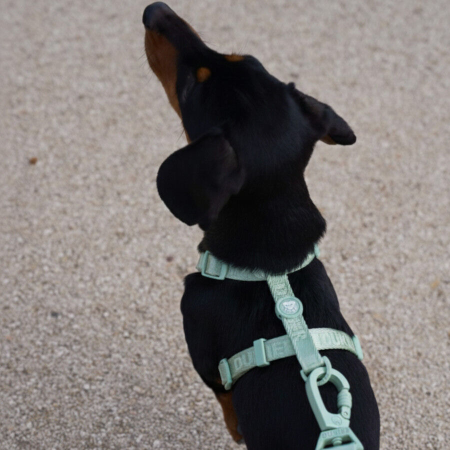 Dukier Arn&eacute;s Cl&aacute;sico Color Verde para perros, , large Imagen numero 2