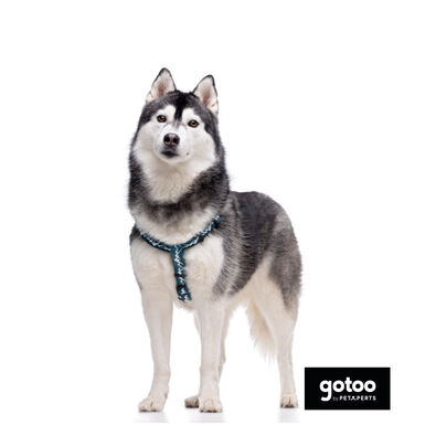 Gotoo Arnés estampado verde para perros