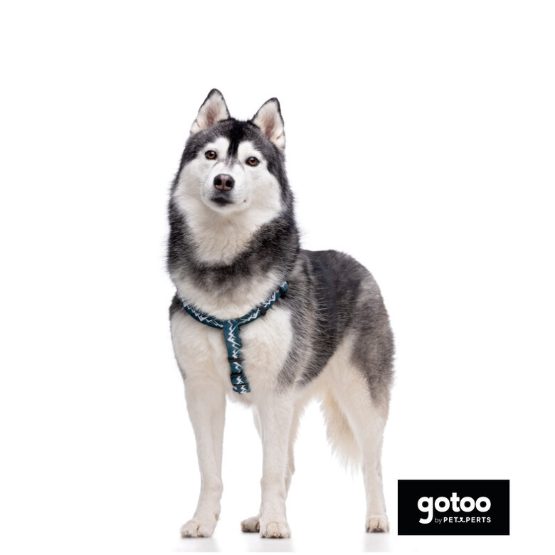 Gotoo Arnés estampado verde para perros,  Imagen numero 3 Gotoo Arnés estampado verde para perros, , large Imagen numero 3