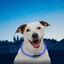 Nite Ize NiteHowl Collar con Luz LED Azul para perros, , large indicador imagen numero 2