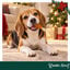 1 pack x 6 uds. Wonder Christmas Muslo de Pollo Snacks para perros, , large indicador imagen numero 2