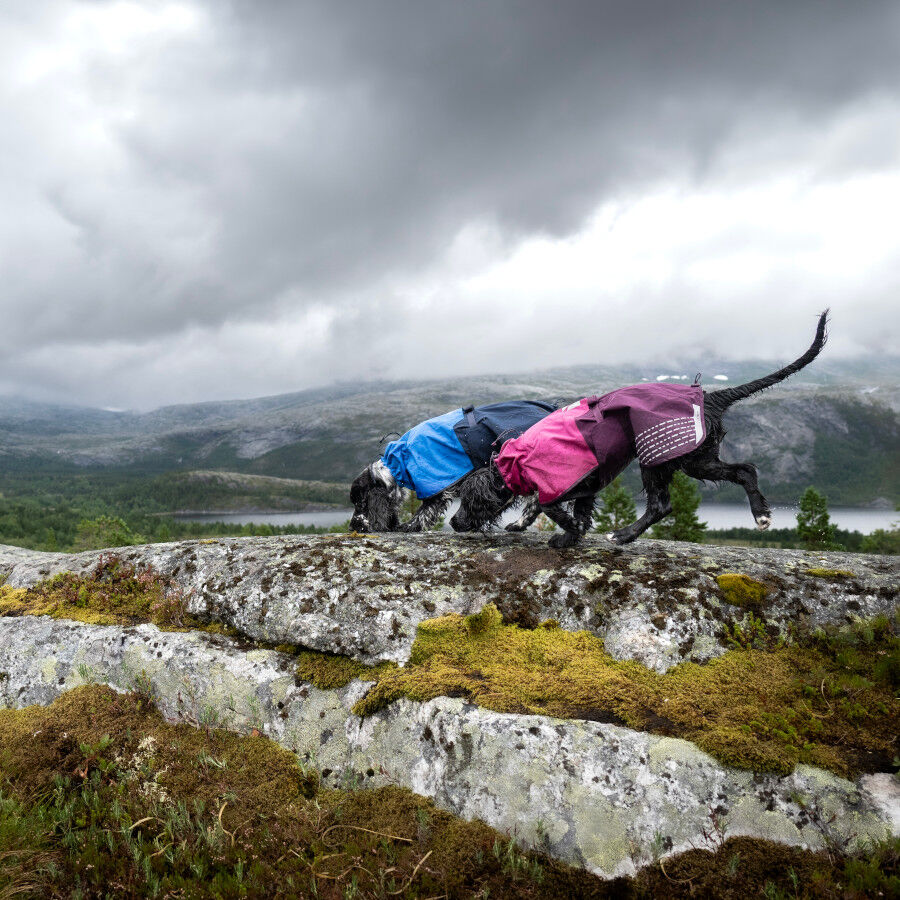 Non-stop dogwear Fjord Chubasquero Impermeable Púrpura para perros thumbnail