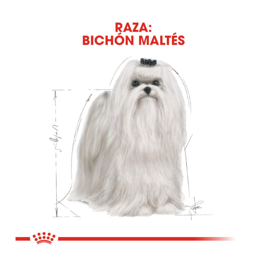 Royal Canin Adult Bichón Maltés pienso para perros thumbnail
