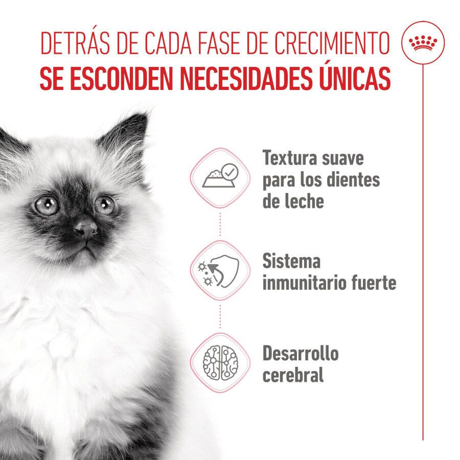 Royal Canin Kitten comida húmeda en gelatina sobre para gatitos thumbnail