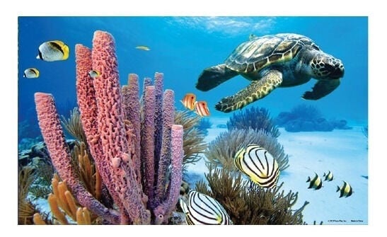 Penn-Plax Fondo Marino para Decoración de acuarios en 3D