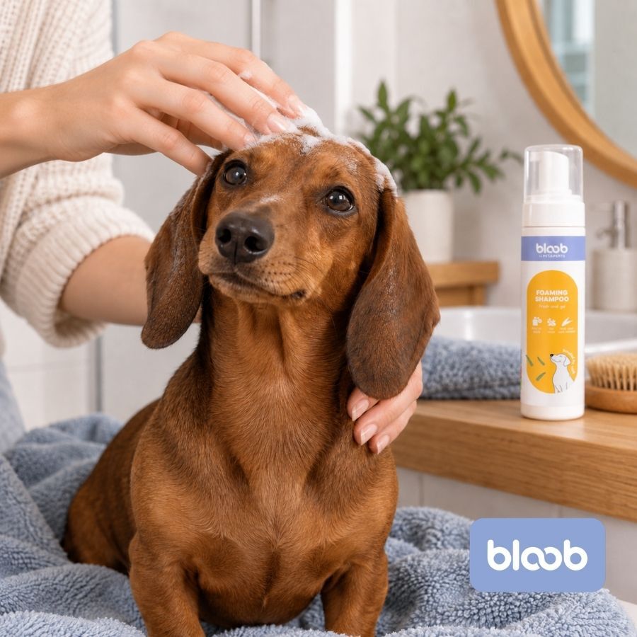 Bloob Champ&uacute; Seco en Espuma para perros, , large Imagen numero 2