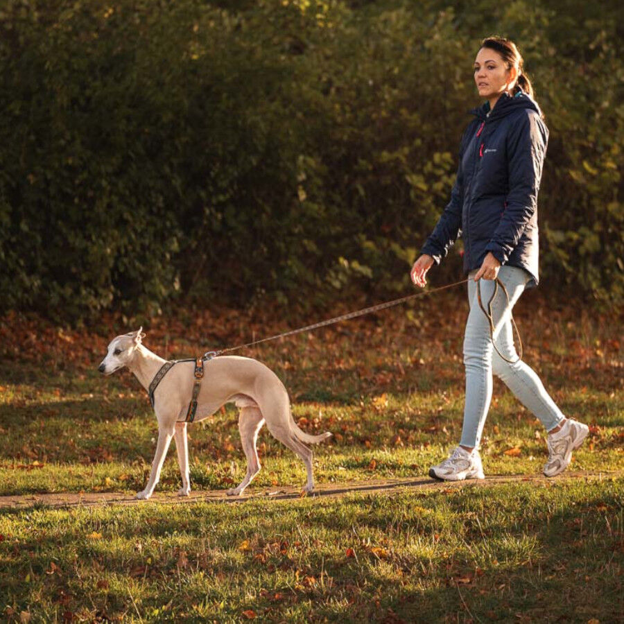 Non-stop Dogwear Arn&eacute;s Turquesa y Roble para perros, , large Imagen numero 3