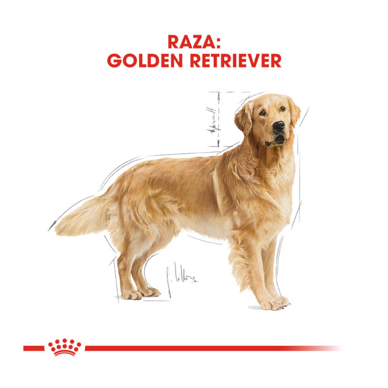 12 kg Royal Canin Adult Golden Retriever pienso para perros,  Imagen numero 4 12 kg Royal Canin Adult Golden Retriever pienso para perros, , large Imagen numero 4