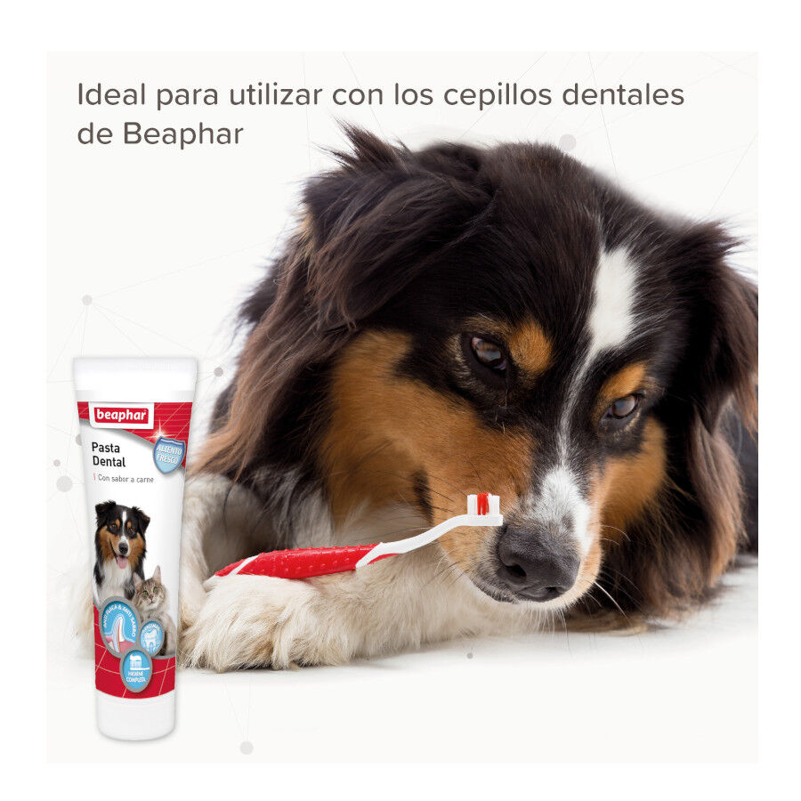 Beaphar Pasta Dental para perros y gatos, , large Imagen numero 4