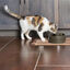 Petsafe Drinkwell Bebedero Automático para perros y gatos, , large indicador imagen numero 4