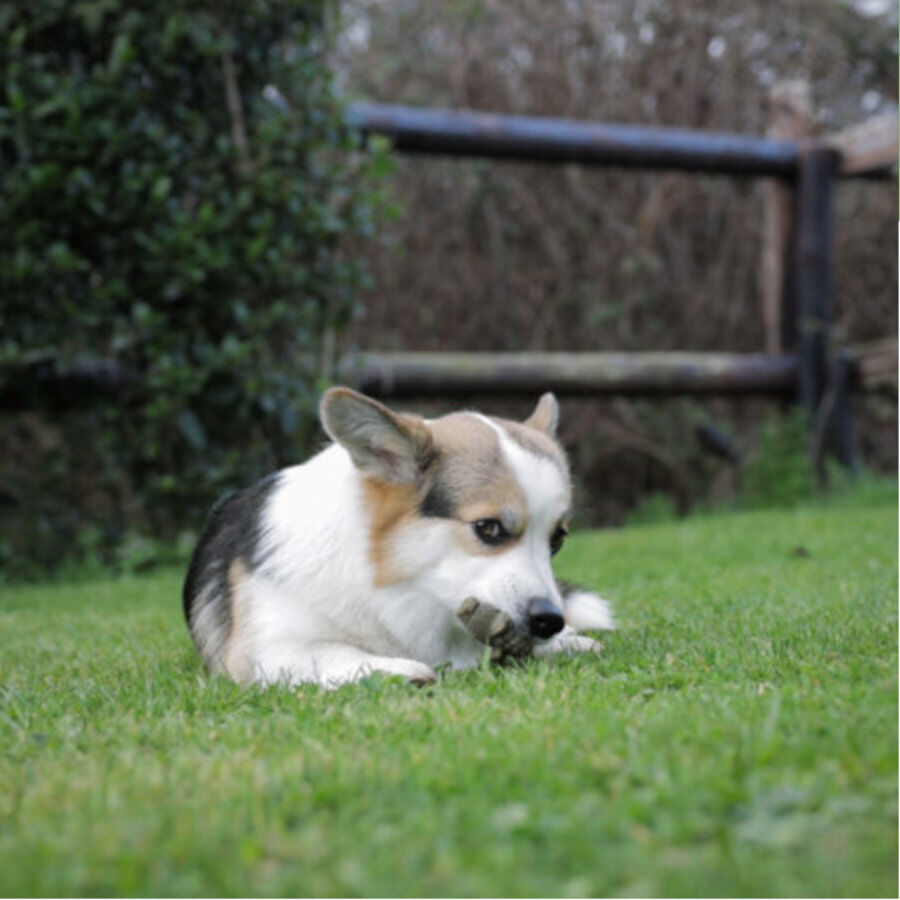 Whimzees Snacks Dentales Cocodrilo para perros de razas grandes thumbnail