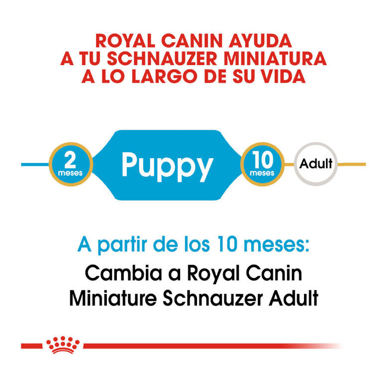 1.5 kg Royal Canin Puppy Miniature Schnauzer pienso para perros,  Imagen numero 8 1.5 kg Royal Canin Puppy Miniature Schnauzer pienso para perros, , large Imagen numero 8
