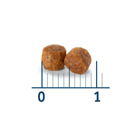 croqueta_gato_nath_adult.jpg image number null