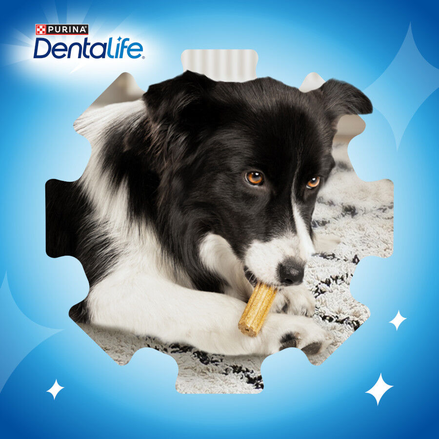 Dentalife Snacks Dentales para perros de raza pequeña thumbnail